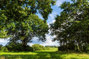 beautiful green forest and blue cloudy sky