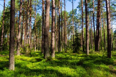Küçük çam ağaçları olan yeşil orman.