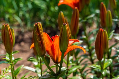 Güneşli yaz gününde bahçede yetişen güzel çiçekler.