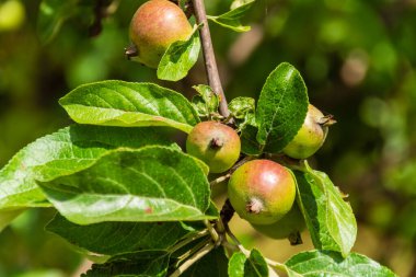 olgun kırmızı elmalar elma dalında.