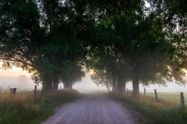 Ormanın güzel manzarası