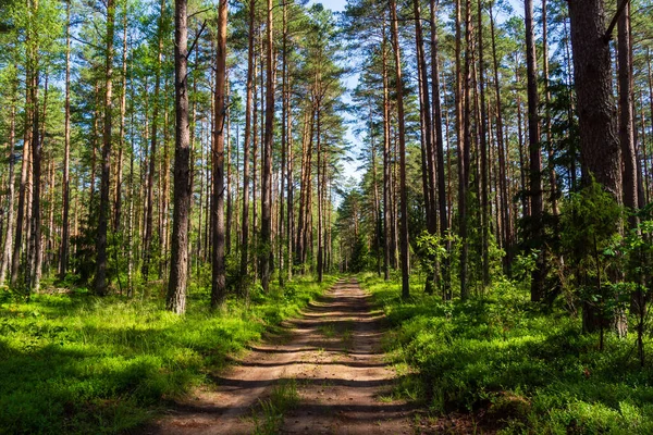 Ağaçlar ve yeşil otlarla dolu güzel orman manzarası