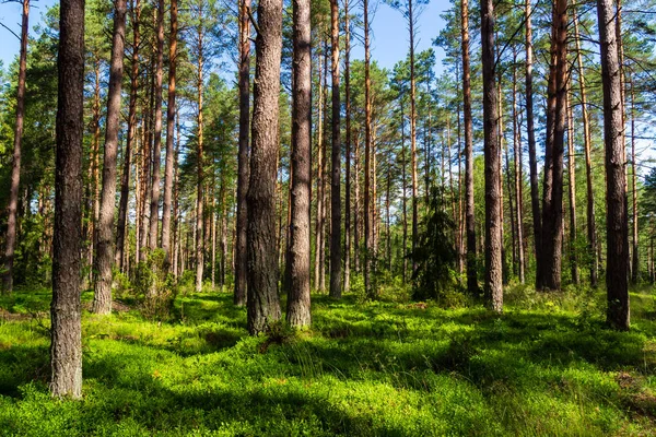 Küçük çam ağaçları olan yeşil orman.