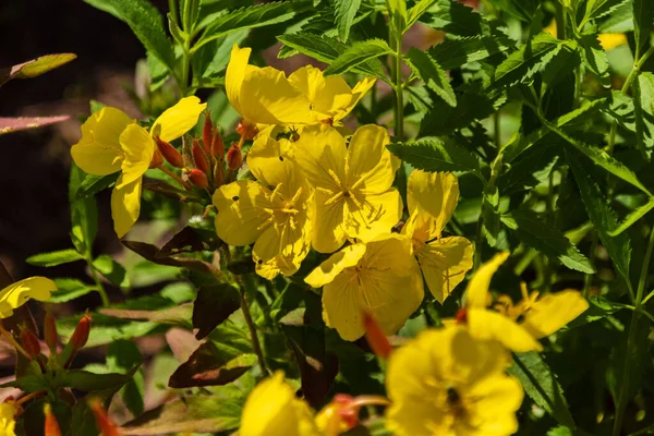 Çayırdaki güzel sarı ve pembe zambakların yakın plan çekimi.