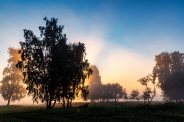 Sonbahar ağaçları, ağaç, günbatımı
