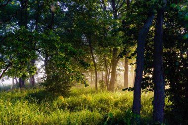 Parktaki ağaçlar yaz ormanlarında güneşli bir sonbahar gününde