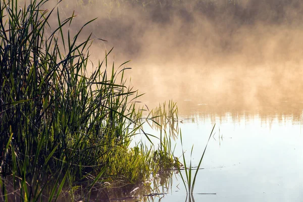 Nehirdeki çimlerde sazlar.