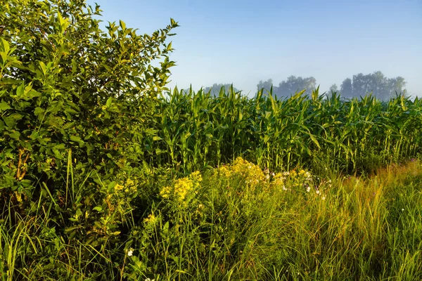 Schöne Landschaft Mit Grünem Gras Auf Dem Hintergrund — Stockfoto