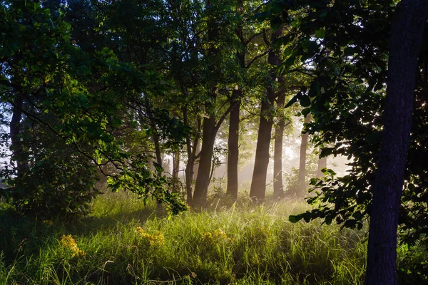 Sabah güzel bir orman