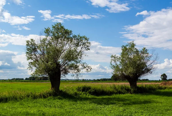 Bela Paisagem Com Árvores Céu Azul — Fotografia de Stock