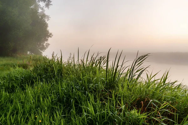 Beautiful Green Field White Grass — Stock Fotó