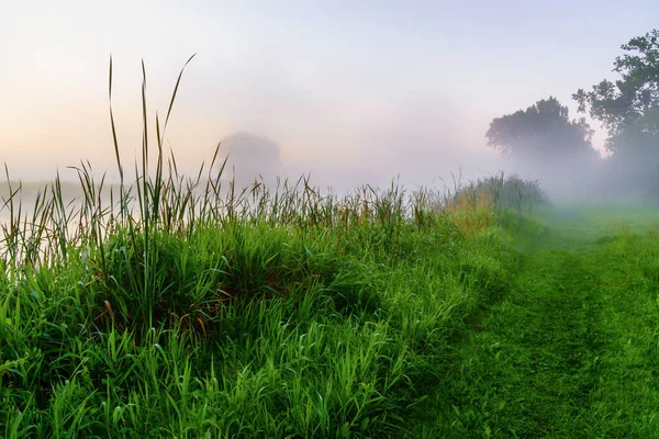 Hermoso Amanecer Con Hierba Verde Niebla — Foto de Stock