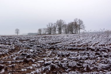 Kış manzarası. karla kaplı ağaçlar, beyaz karlar.