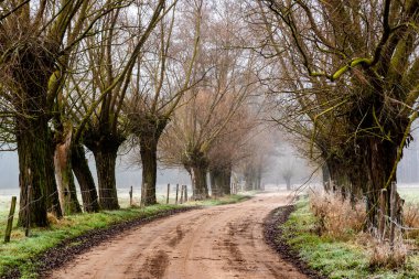 Ormanda yol