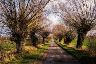 Ormandaki patika ve ağaç gövdesi. Yukarıdan görünüm.