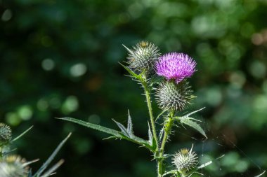 Narew Vadisi 'nde güzel bir yaz, Podlasie, Polonya