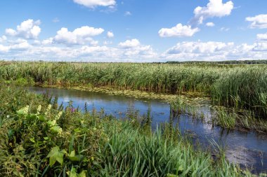 Narew Vadisi 'nde güzel bir yaz, Podlasie, Polonya