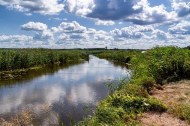 Narew Vadisi 'nde güzel bir yaz, Podlasie, Polonya