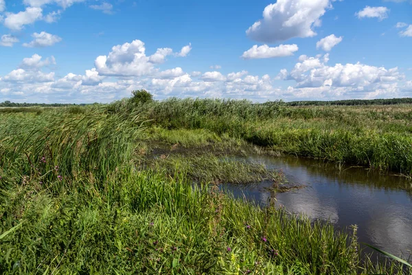 Narew Vadisi 'nde güzel bir yaz, Podlasie, Polonya