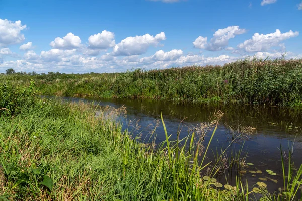 Narew Vadisi 'nde güzel bir yaz, Podlasie, Polonya