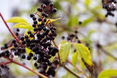 Ağaçtaki siyah beyaz üzümler