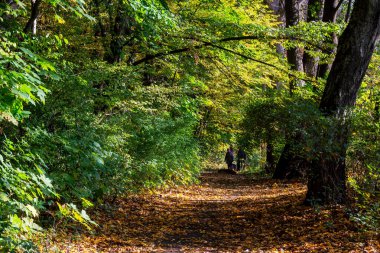 Bir sürü ağacı ve ormanı olan güzel yeşil bir park.