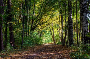 Sonbaharda yeşil ağaçlara giden bir yol ve güzel bir ormanın içinden geçen bir yol.