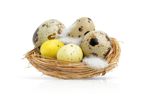 Quail Easter eggs in a nest isolated on white background. — Stock Photo, Image