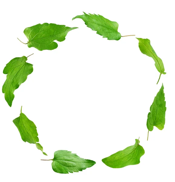 Round frame of green leaves isolated on white background. — Stockfoto