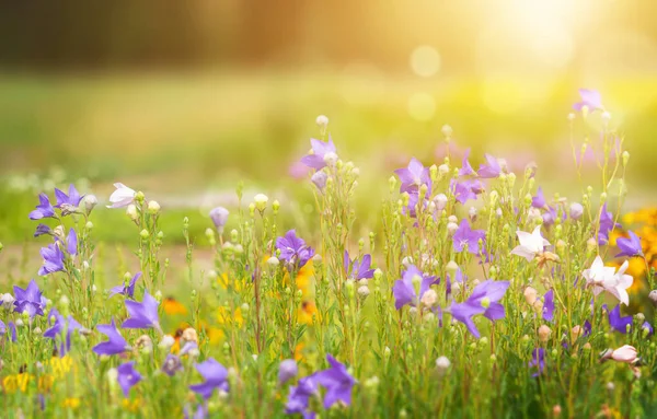 Світанковий пейзаж з квітучими квітами. Природний фон — стокове фото