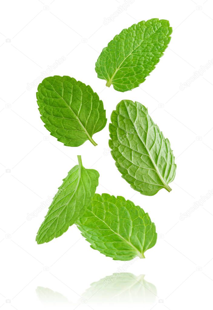 Flying mint leaves isolated on white background. High quality photo