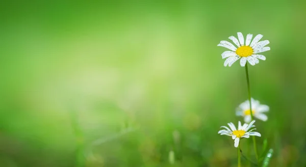 Chamomile flowers on blurred spring background, copy space. — Photo