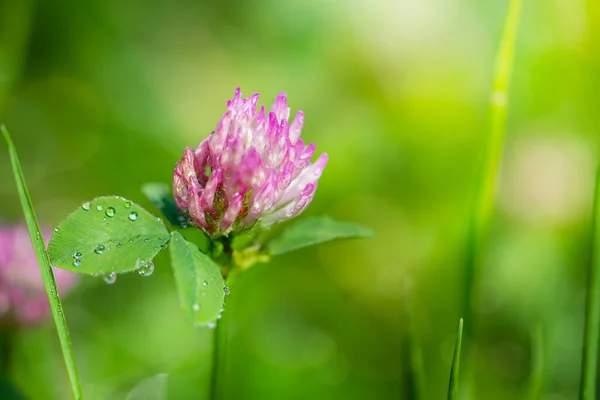 Крупним планом квітка конюшини на розмитому зеленому фоні трави . — стокове фото