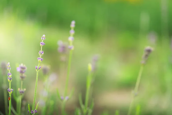 Fleurs Lavande Sur Fond Prairie Naturelle Photo Haute Qualité — Photo
