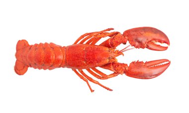 Istakoz beyaz arka planda izole edilmiş. Üst görünüm