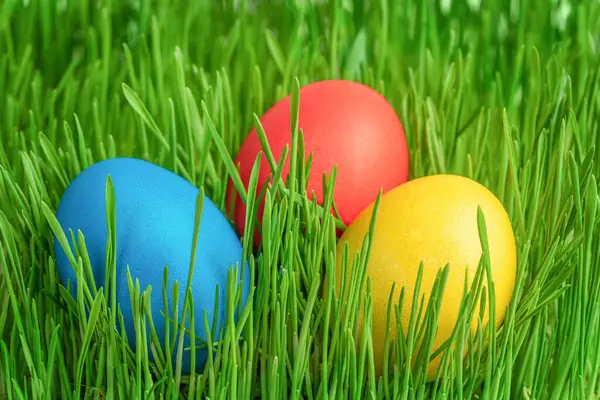 Yeşil çimlerin üzerinde paskalya yumurtaları. Kapat.