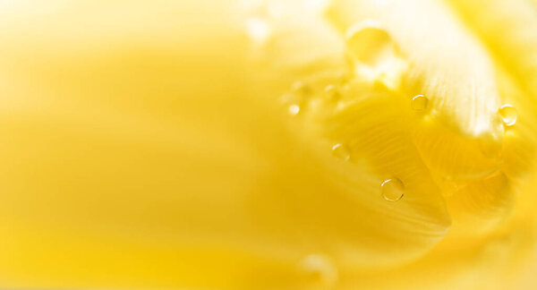 Macro shot of drops on yellow tulip petals. Spring background. 