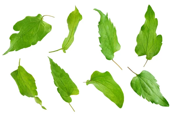 Σύνολο πράσινων φύλλων που απομονώνονται σε λευκό φόντο. — Φωτογραφία Αρχείου