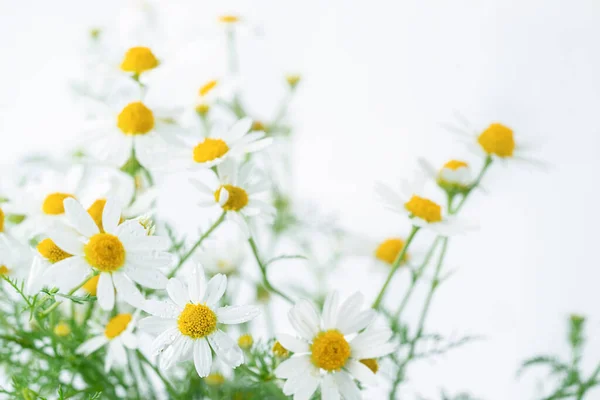 Flores de manzanilla sobre fondo blanco. Enfoque selectivo. — Foto de Stock