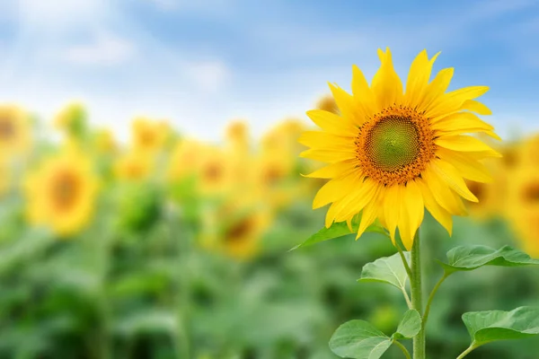Sonnenblumenfeld Vor Blauem Himmel Hochwertiges Foto — Stockfoto