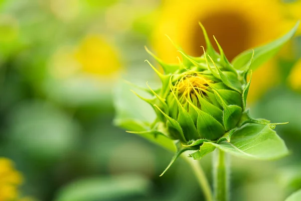 Nahaufnahme Des Anbaus Von Sonnenblumen Auf Dem Feld Hochwertiges Foto — Stockfoto