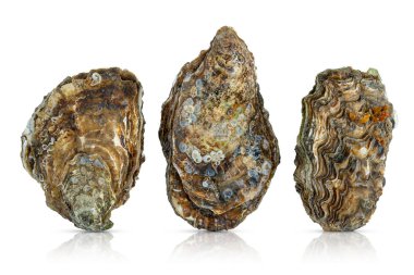 Beyaz arka planda izole edilmiş üç istiridye bileşimi