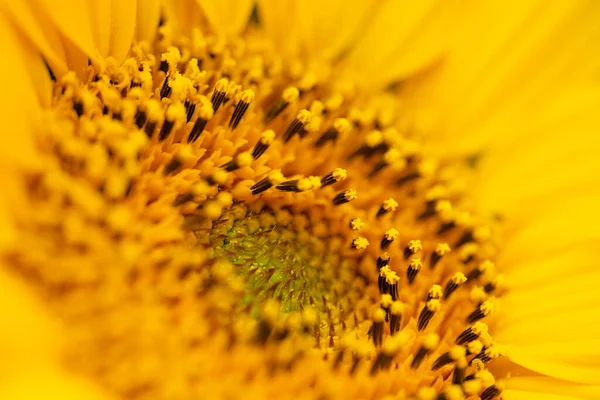Macro Shot Blooming Sunflower High Quality Photo — стоковое фото