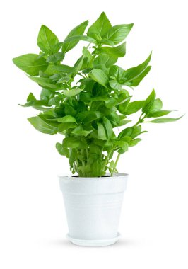 Potted fresh green basil isolated on white background.