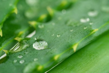 Macro shot of aloe vera leaf with water drops. . High quality photo
