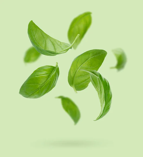 Composition Flying Basil Leaves Green Background — Stockfoto