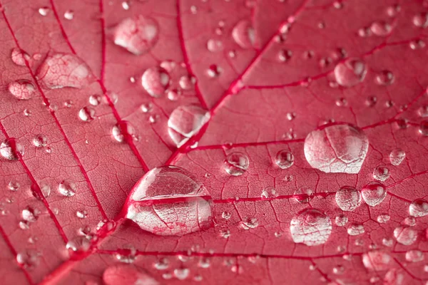 Macro shot of red leaf texture with rain driops. 