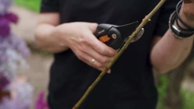 Close up. Girl cuts the stem of a lilac flower. High quality FullHD footage