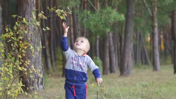 Little Boy Playing Wood Stick Walking Pine Forest Slow Motion — Vídeos de Stock