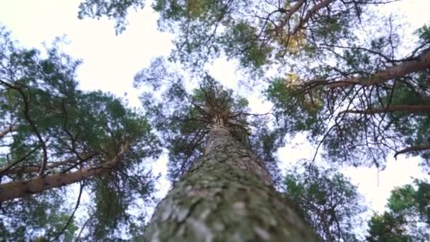 Spinning Trunk Tree Canopy Pine Tree Forest Spring Day Ukraine — Stock video